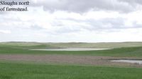 Sloughs north of farmstead. Image