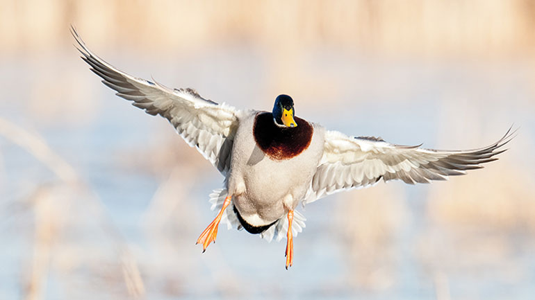 ND-Water-fowl.jpg Image