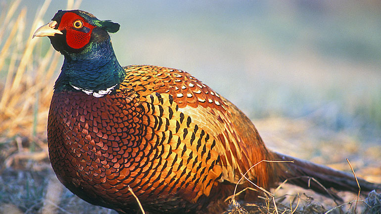 Pheasant.jpg Image