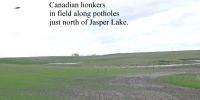 Canadian_honkers.jpg Image
