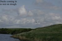 Ducks_landing.jpg Image