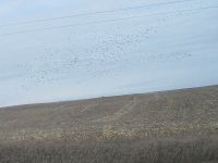 IMG_0259aa.jpg Image