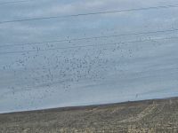IMG_0260aa.jpg Image