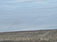 IMG_0261aa.jpg Image