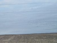 IMG_0262aa.jpg Image