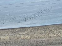 IMG_0263aaa.jpg Image