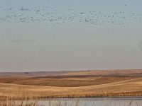 IMG_0273aa.jpg Image