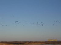 IMG_0274a.jpg Image
