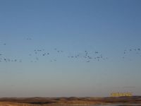 IMG_0274aaa.jpg Image