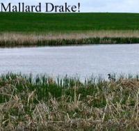 mallard_drake.jpg Image