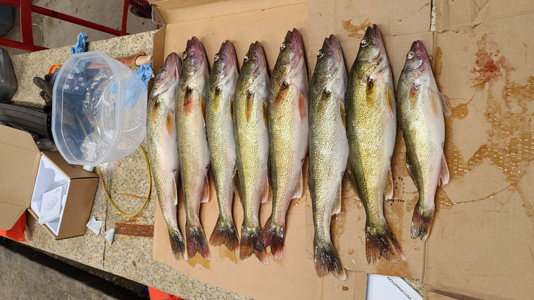 walleye_2.jpg Image