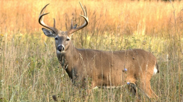 white-tailed-deer.jpg Image